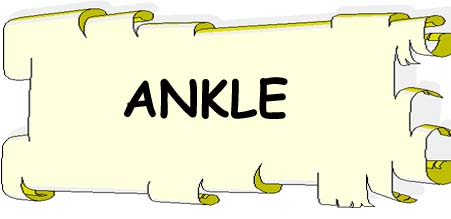 Ankle