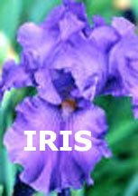 Iris