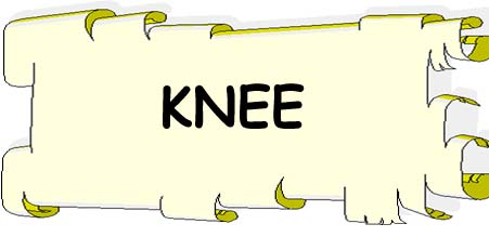 Knee