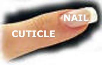 Nail and Cuticle